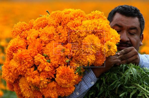 Cosechan Flores para esta temporada de Día de Muertos. -